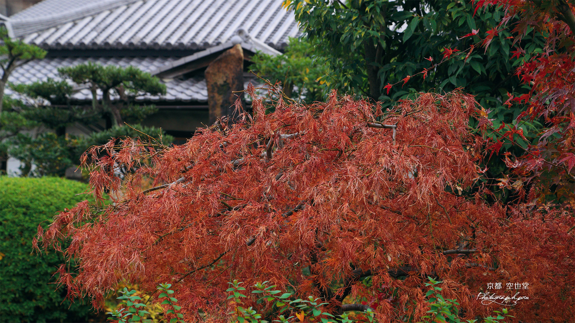 空也堂 紅葉した琴の糸もみじ