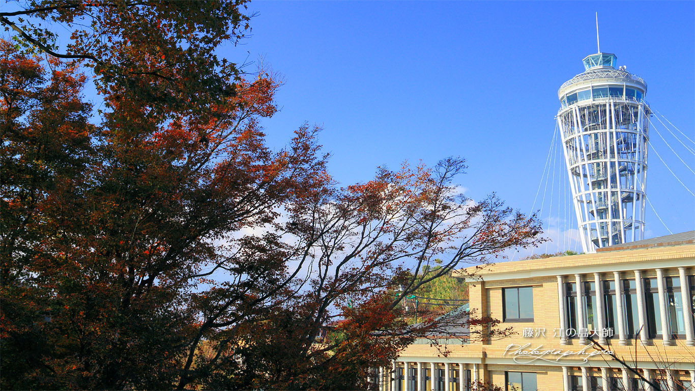 紅葉と江の島大師 壁紙