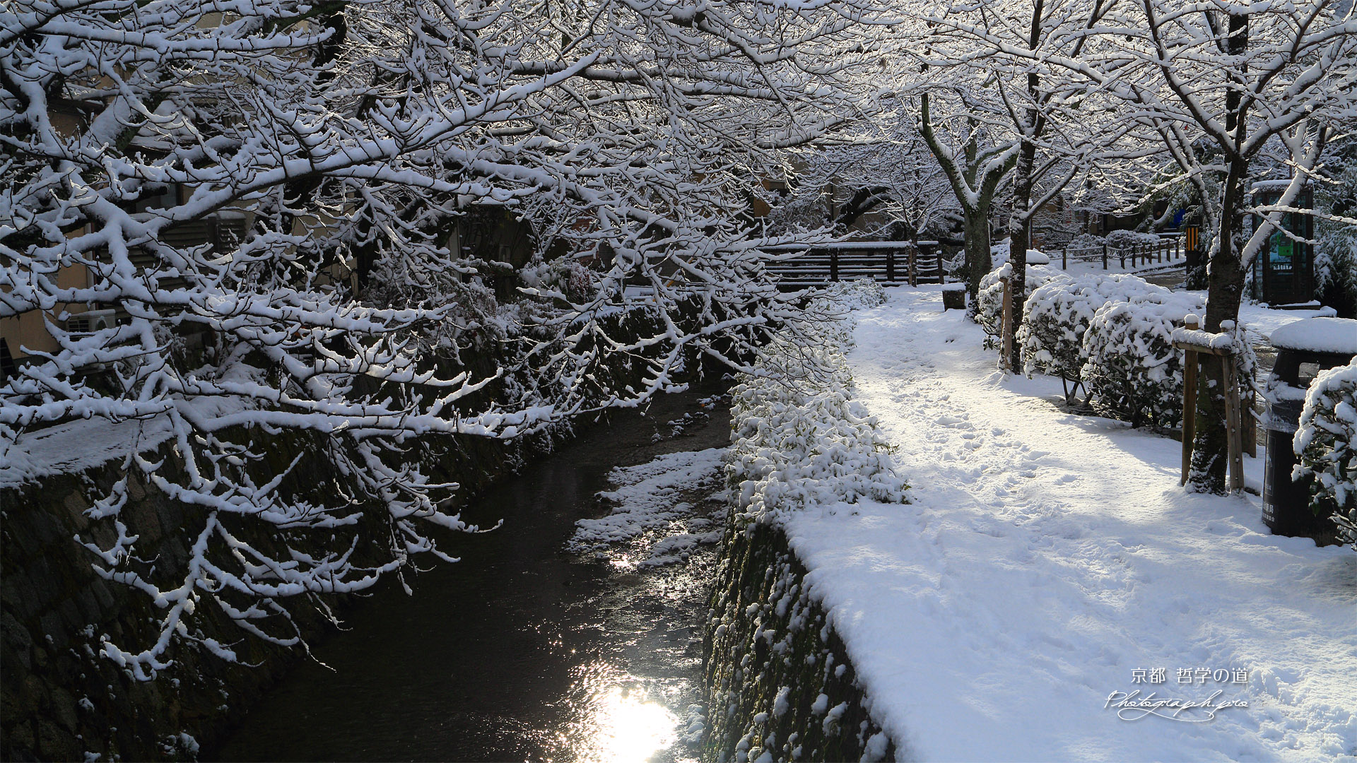 哲学の道 疏水の反射朝陽と雪の花