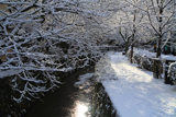哲学の道 疏水の反射朝陽と雪の花