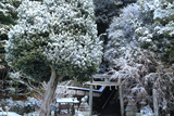 八神社 雪化粧の下境内