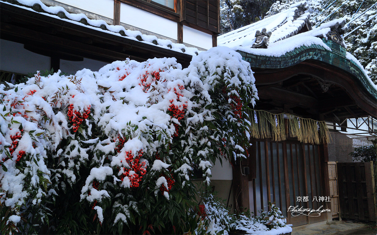 八神社 社務所の雪南天 壁紙