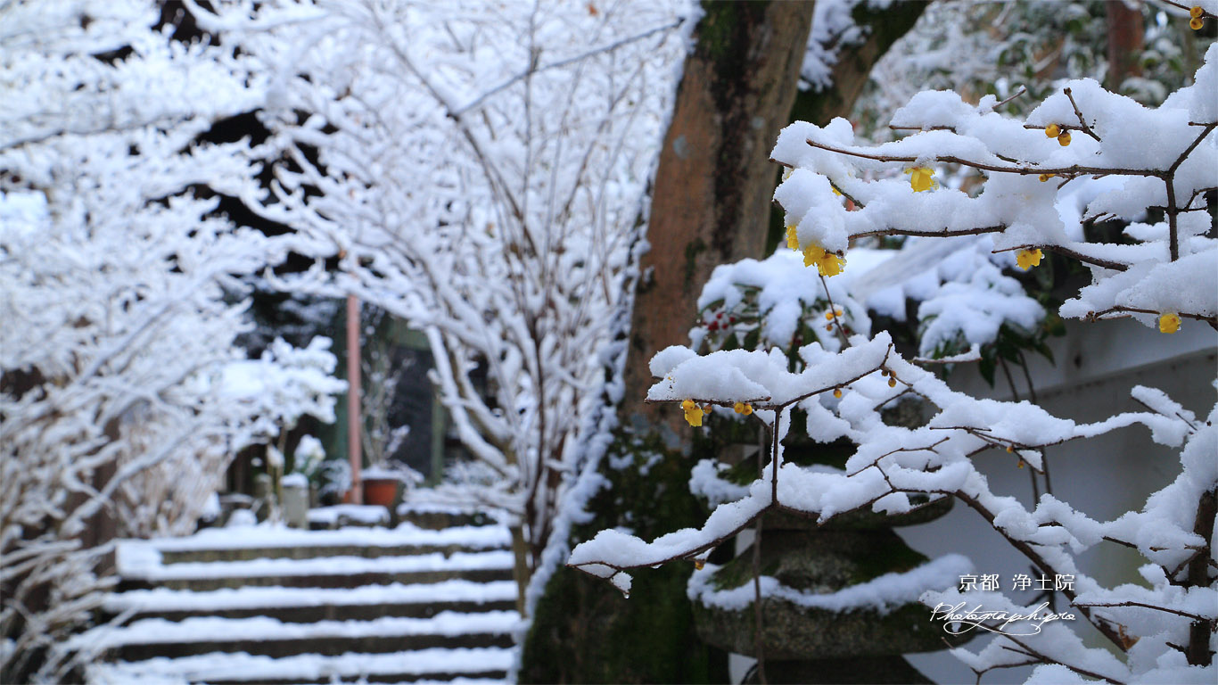 浄土院 雪蝋梅 壁紙