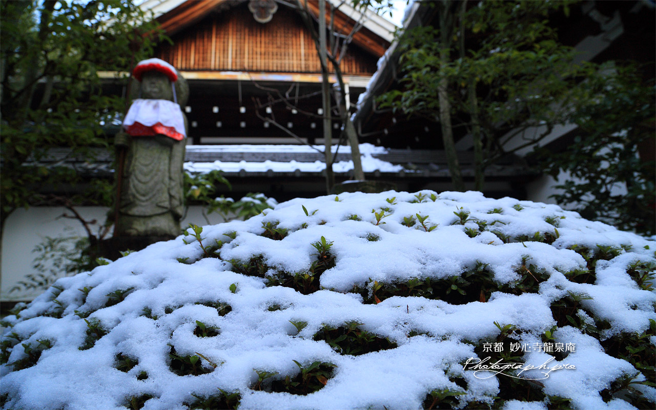 龍泉庵 苅込冠雪 壁紙