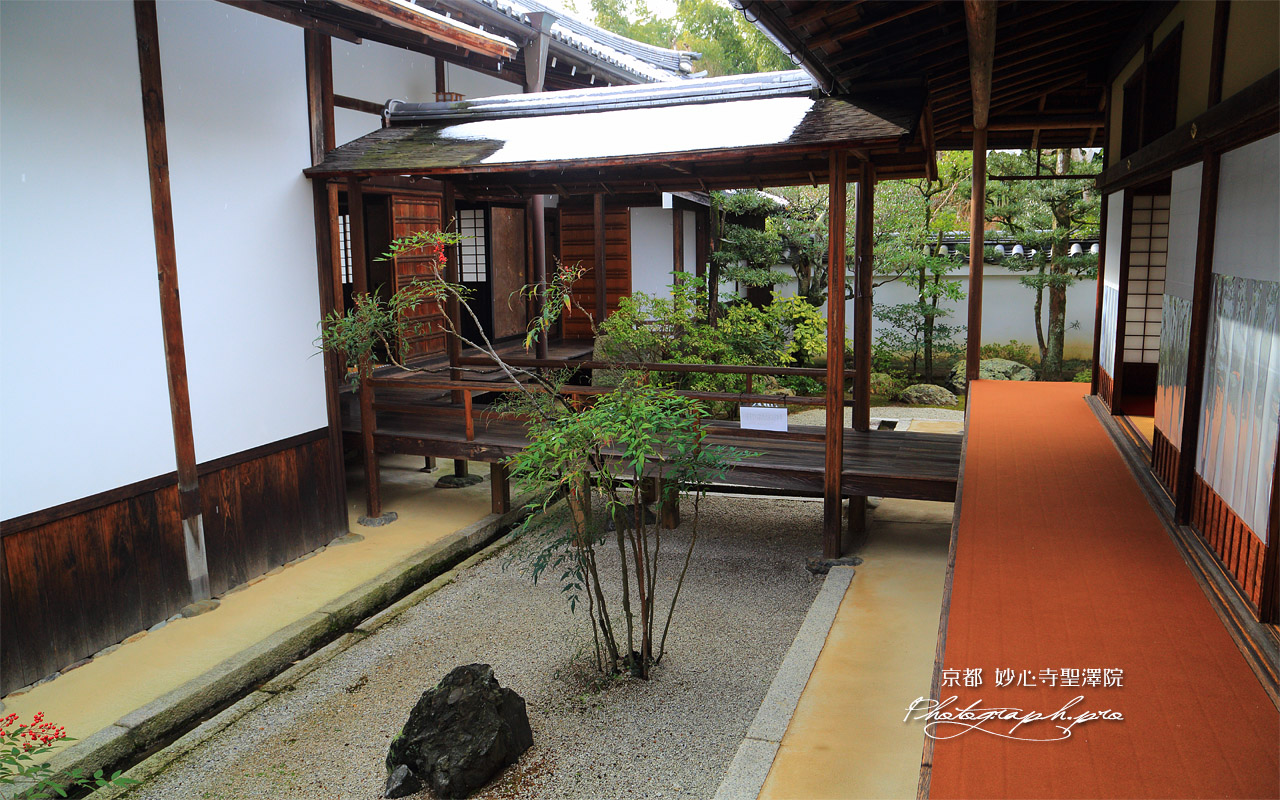 聖澤院 坪庭の南天 壁紙