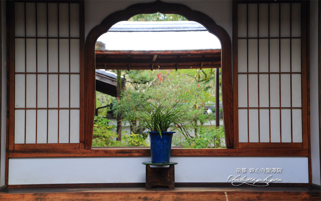 聖澤院 鉢植植物と花頭窓越しの残雪 壁紙