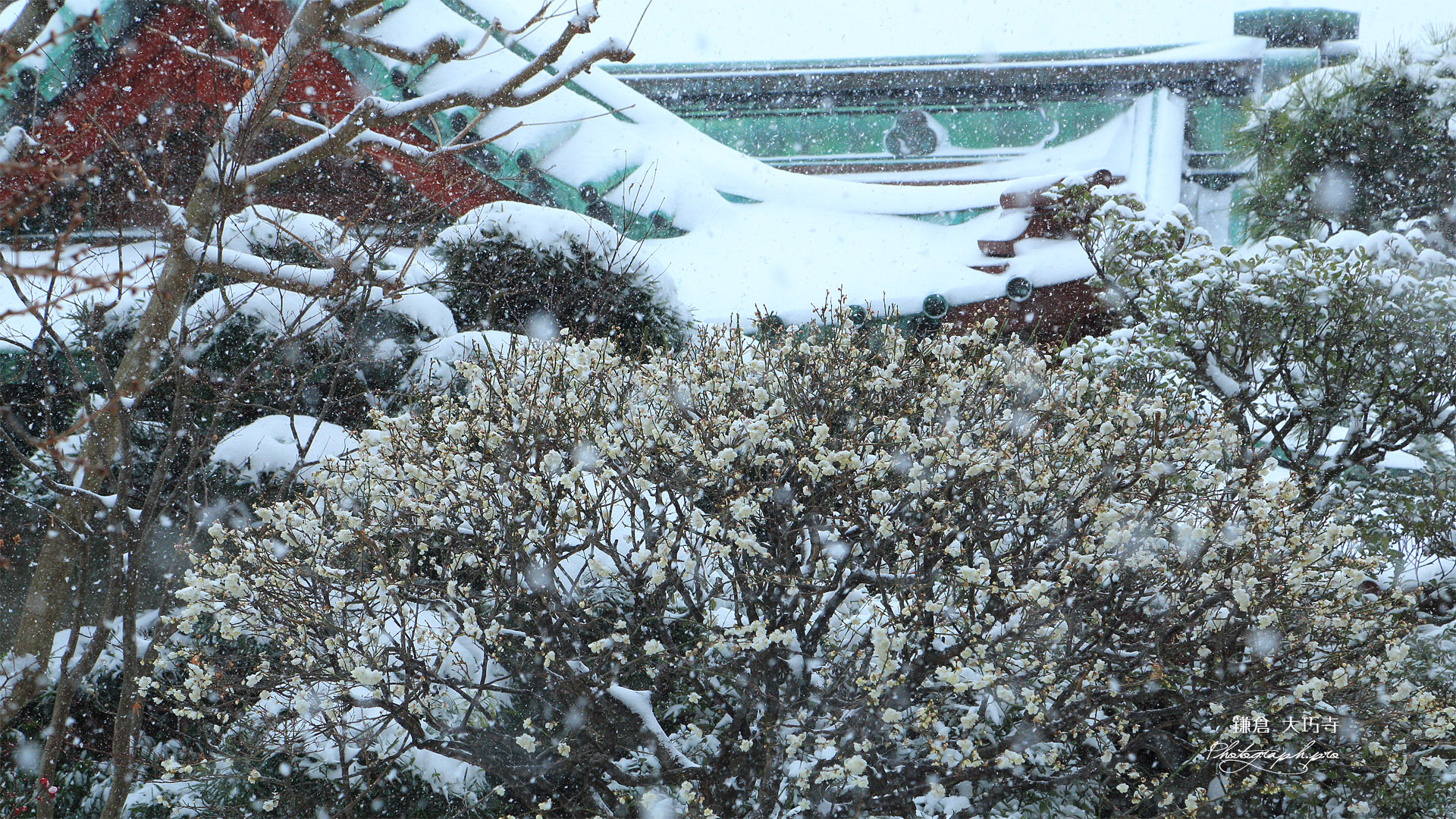 大巧寺 雪中の白梅