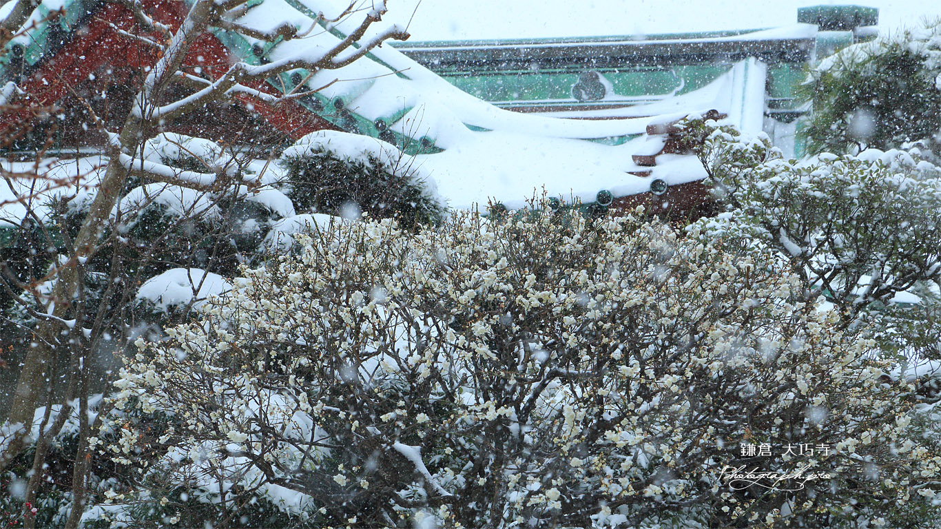 大巧寺 雪中の白梅 壁紙