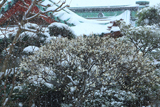 大巧寺 雪中の白梅