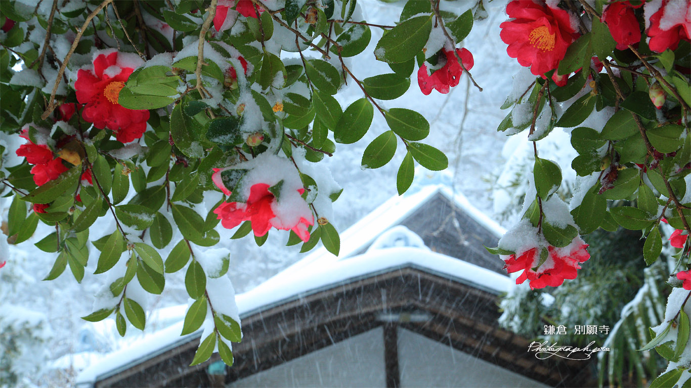 別願寺 雪中のツバキ 壁紙