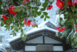 別願寺 雪中のツバキ