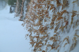 鎌倉亀ヶ谷坂 雪とシダ植物
