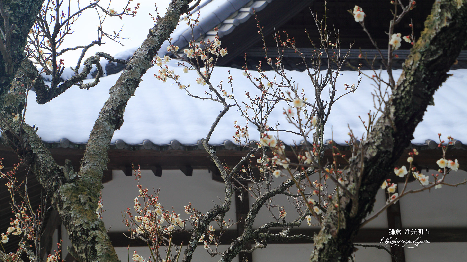 浄光明寺 白梅と屋根雪