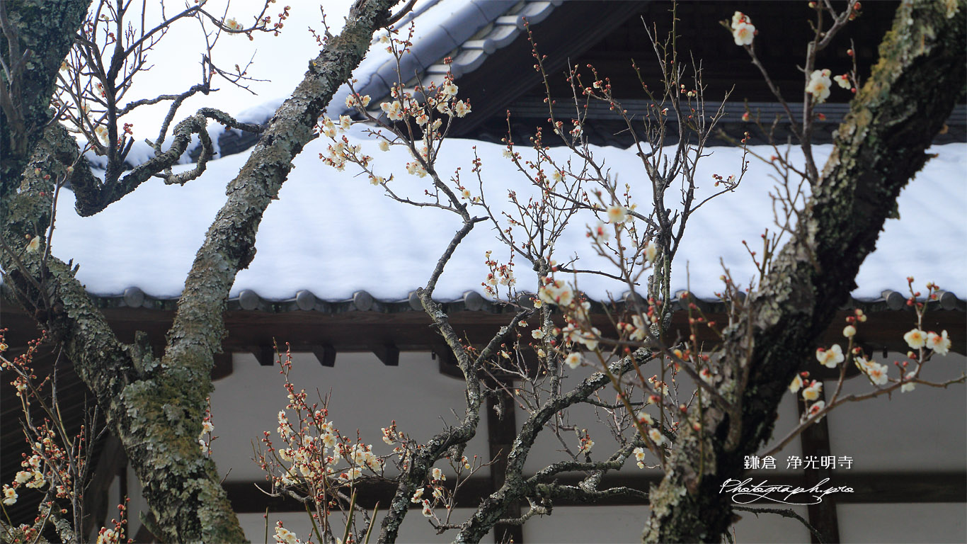 浄光明寺 白梅と屋根雪 壁紙