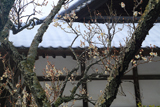 浄光明寺 白梅と屋根雪