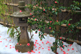 補陀洛寺 雪上の落侘助
