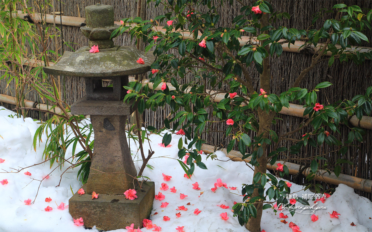 補陀洛寺 雪上の落侘助 壁紙