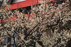 向福寺