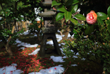 鎌倉霊光寺 寒ツバキと斑雪