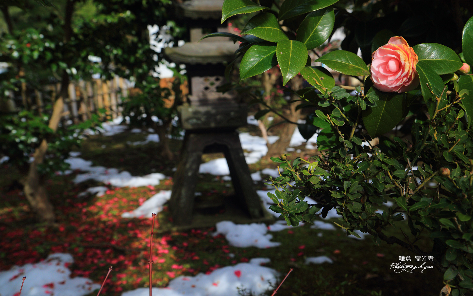 鎌倉霊光寺 寒椿と斑雪