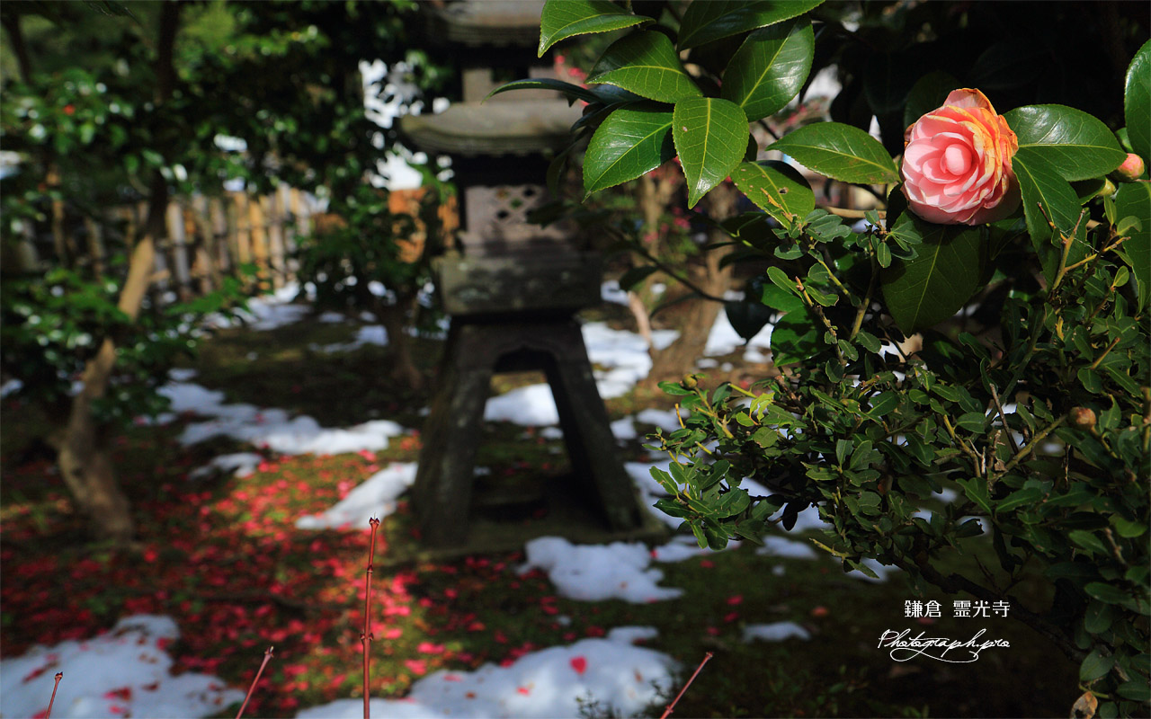 鎌倉霊光寺 寒椿と斑雪 壁紙