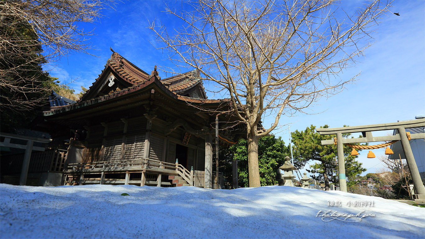 小動神社 粗目雪とトンビ 壁紙