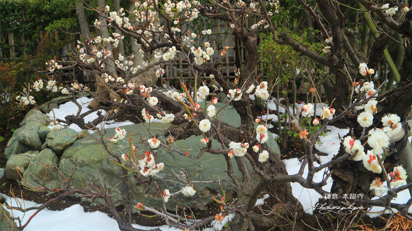 本龍寺 白梅と残雪 壁紙