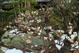 本龍寺 白梅と残雪
