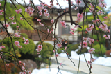 東漸寺 枝垂れ梅と残雪