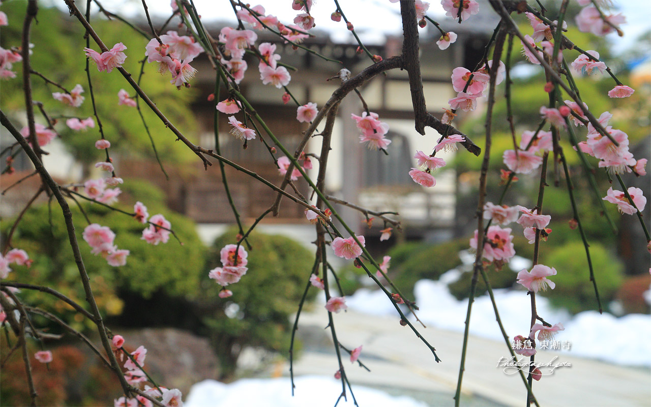 東漸寺 枝垂れ梅と残雪 壁紙