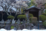 藤沢 残雪の密蔵寺の白梅