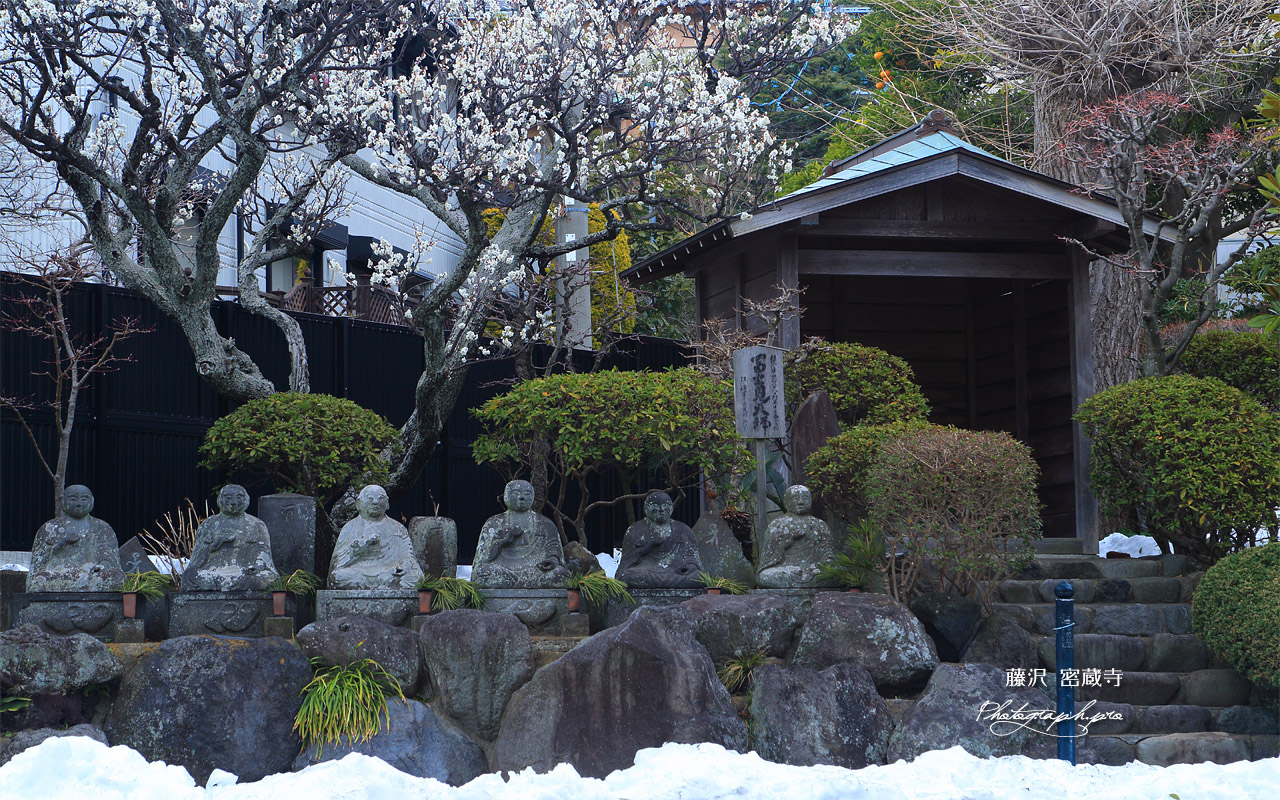 残雪の密蔵寺の白梅 壁紙