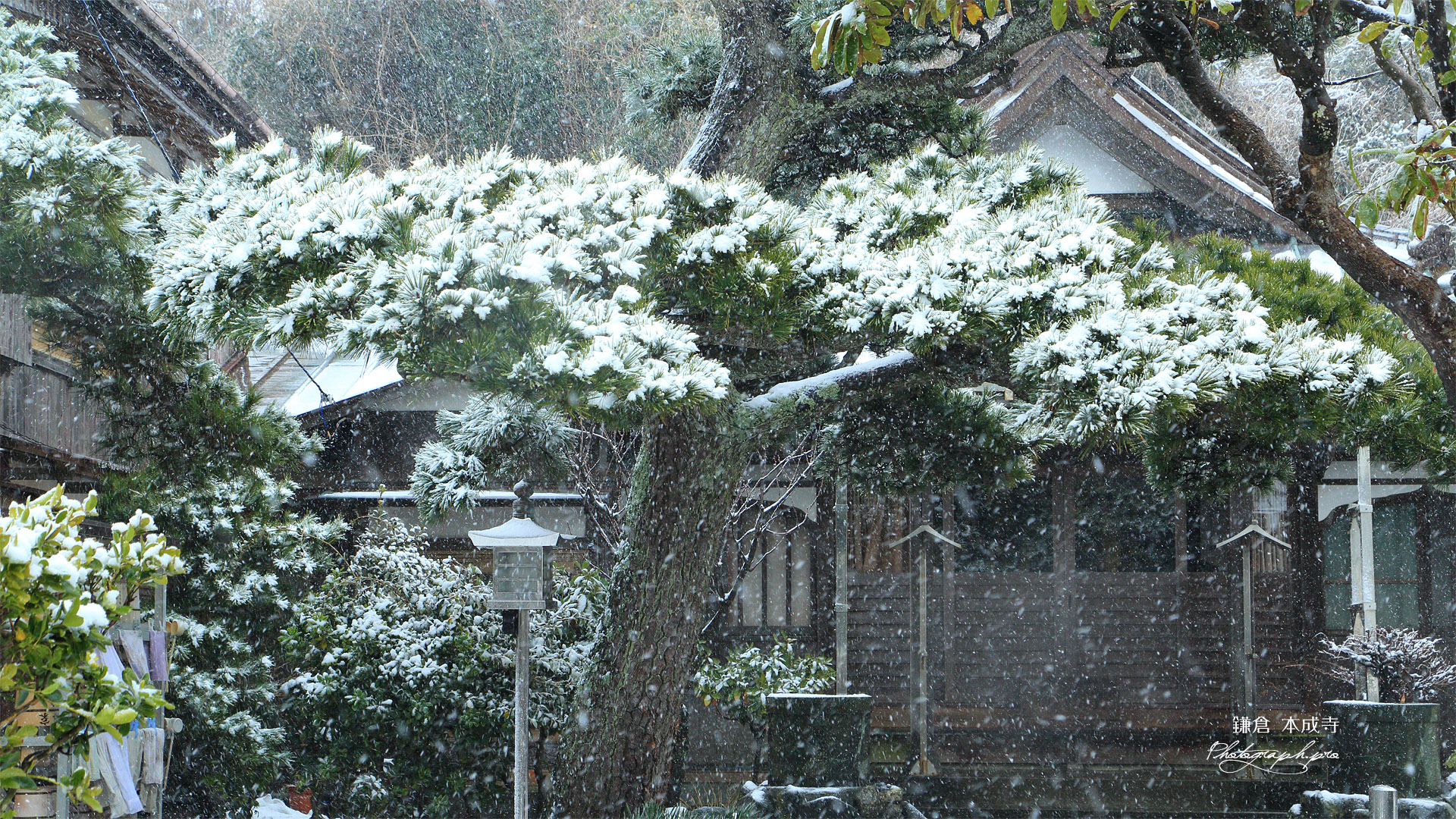 鎌倉本成寺 雪中の松