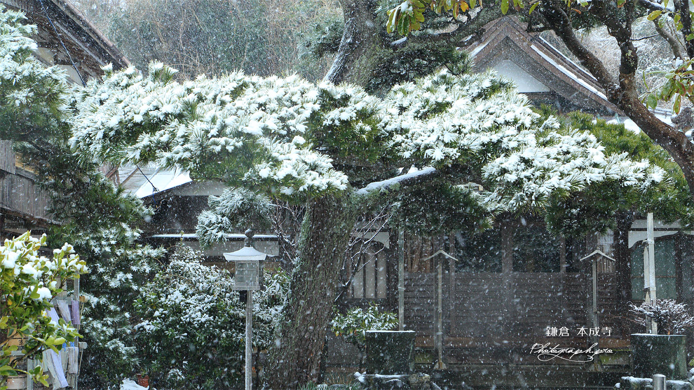 鎌倉本成寺 雪中の松 壁紙