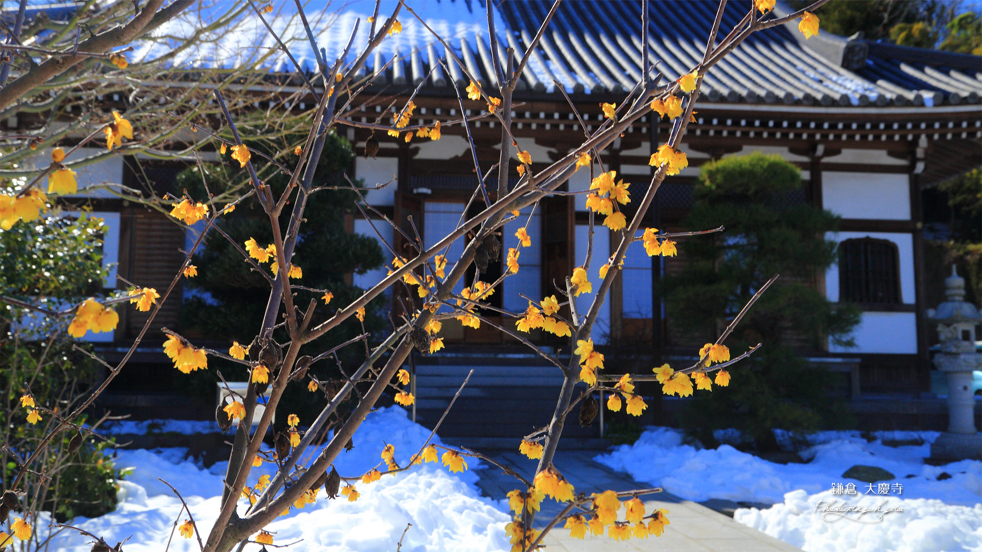 大慶寺 ロウバイと残雪
