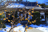大慶寺 ロウバイと残雪