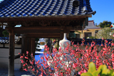 泉光院 紅梅と山門