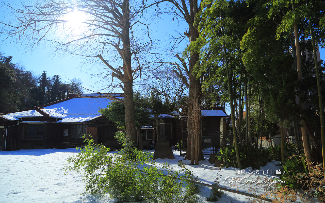 妙法寺（山崎） 雪折れ竹 壁紙