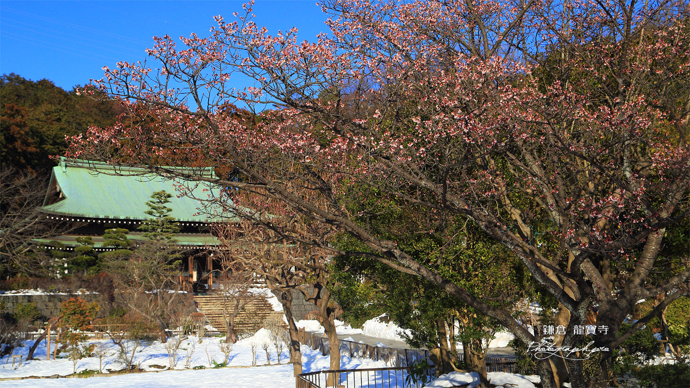 龍宝寺 寒桜と残雪 壁紙