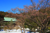龍宝寺 寒桜と残雪