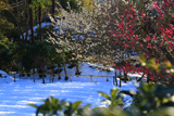 龍宝寺 梅と雪景色