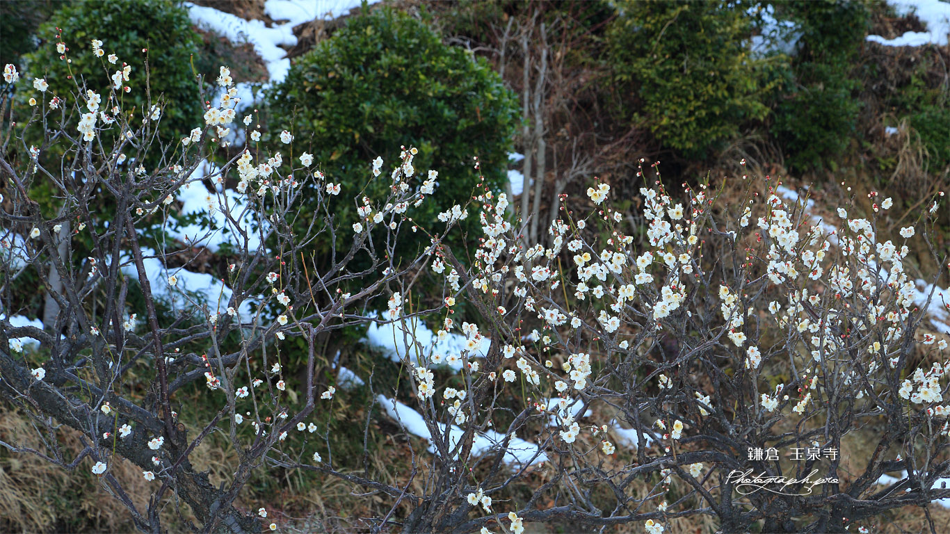 玉泉寺 白梅と残雪 壁紙