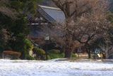 称名寺 残雪と白梅
