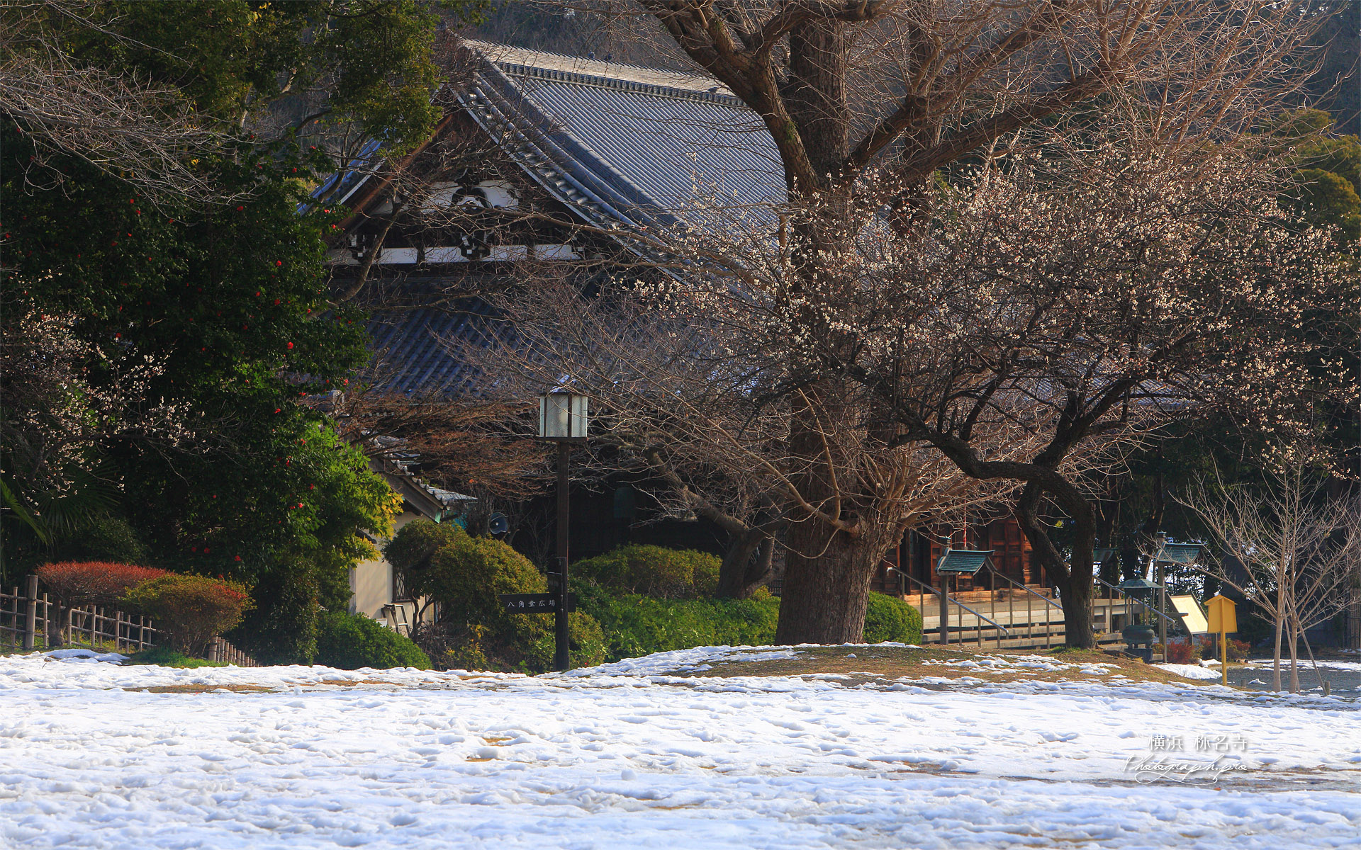 称名寺 残雪と白梅