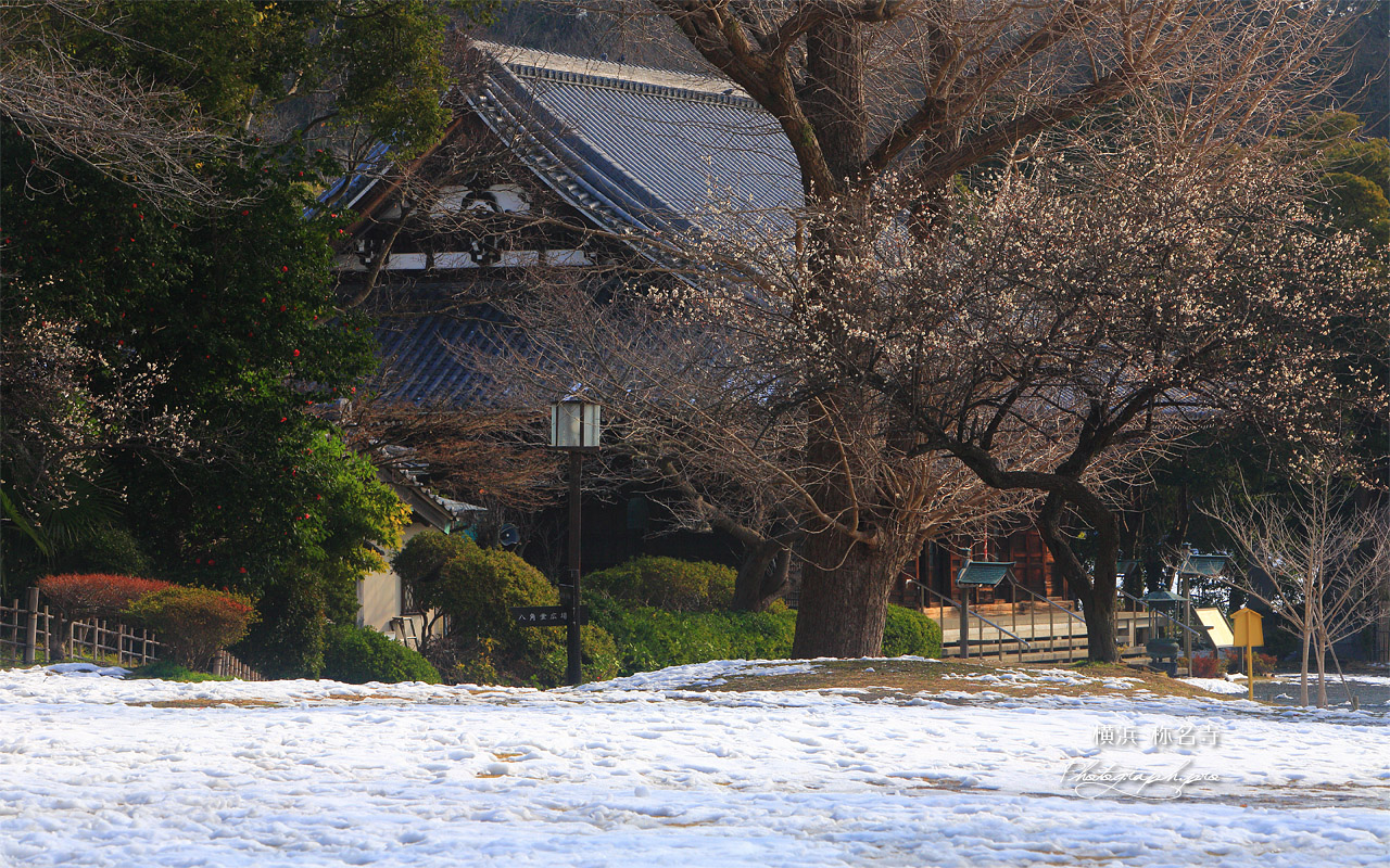 称名寺 残雪と白梅 壁紙