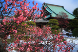 龍華寺 紅梅と雪景色