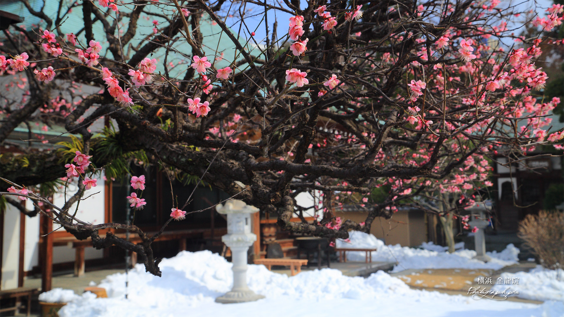 金龍院 梅と残雪の境内