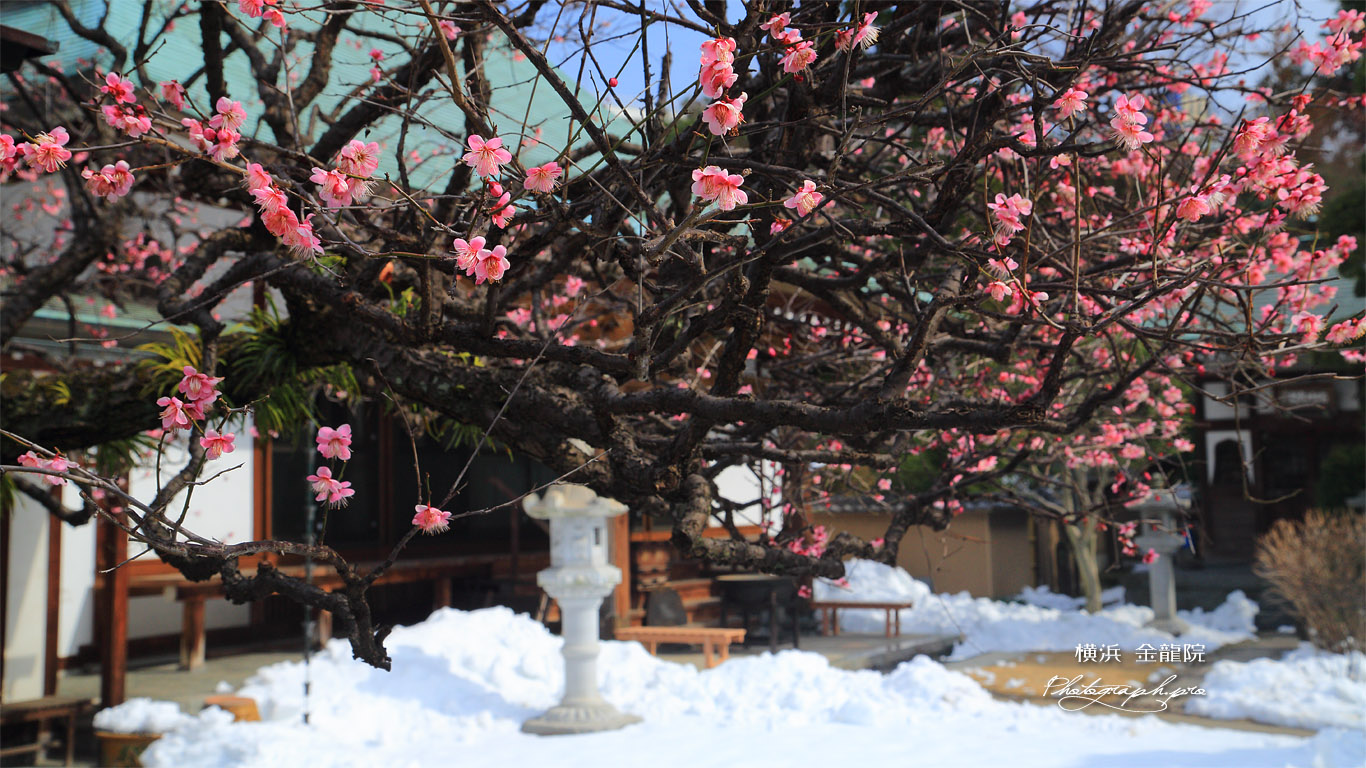 金龍院 梅と残雪の境内 壁紙