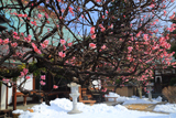 金龍院 梅と残雪の境内