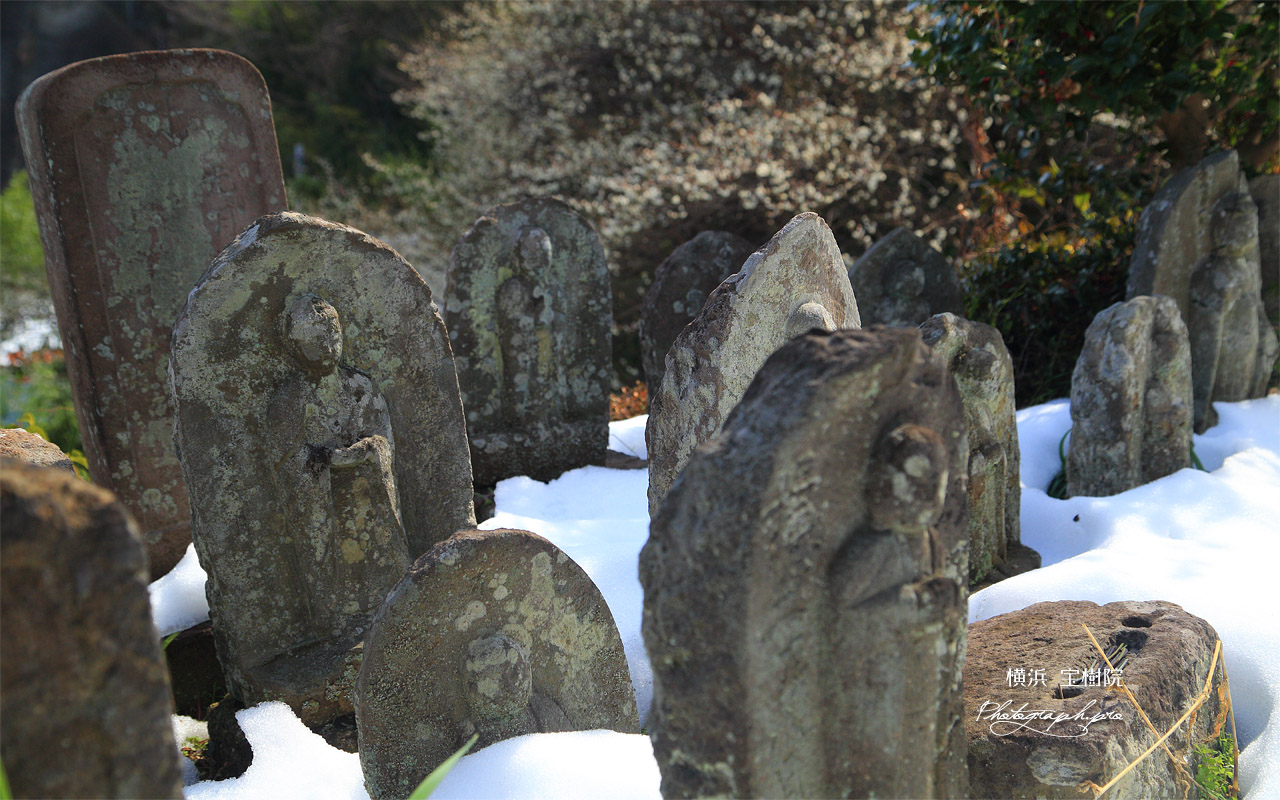 宝樹院 残雪の石仏と白梅 壁紙